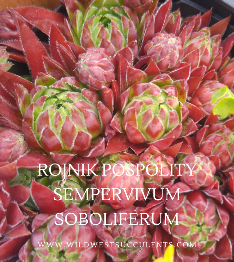 Lev Rojnik HOW TO IDENTIFY 'ROJNIK' POSPOLITY SEMPERVIVUM SOBOLIFERUM - WILD WEST ...