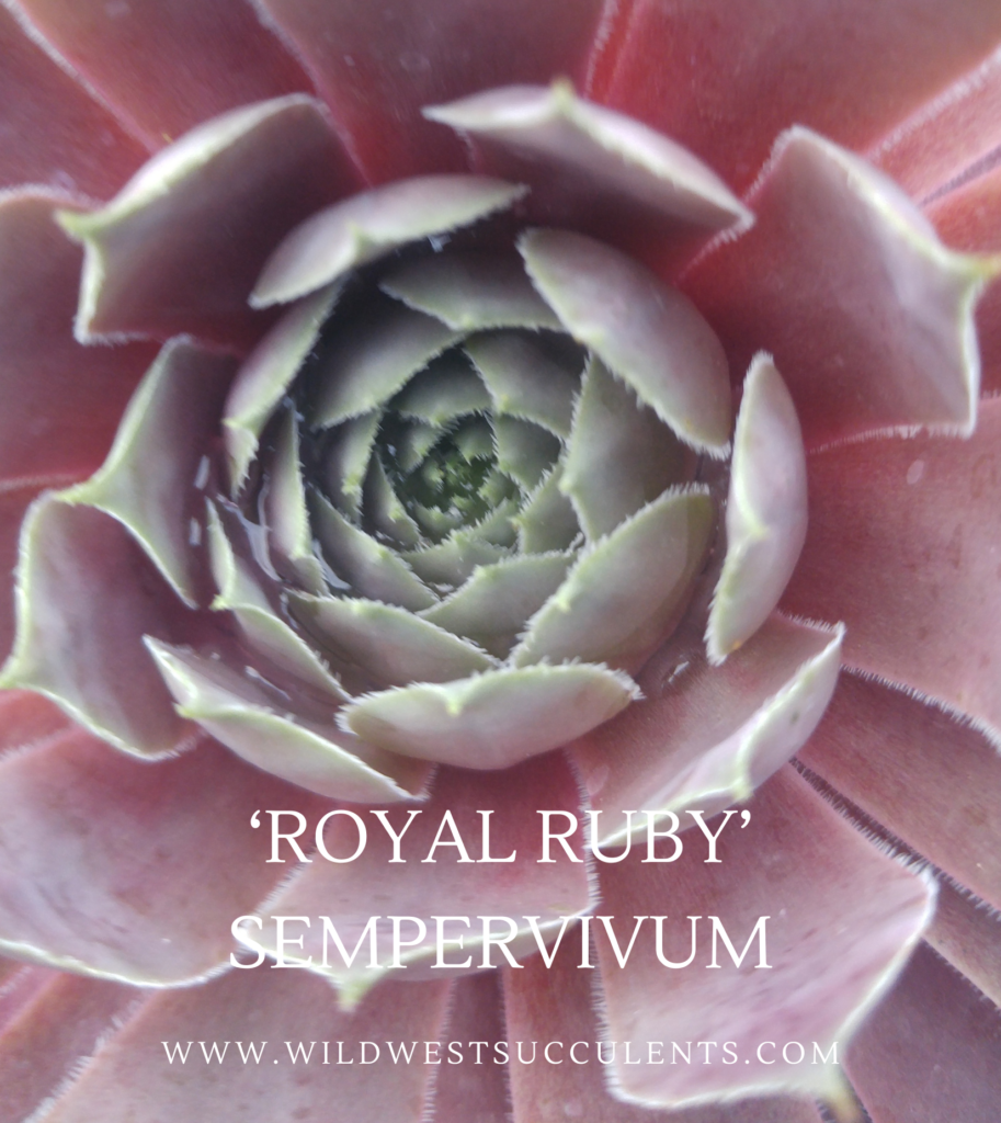 Ruby Succulent HOW TO IDENTIFY 'ROYAL RUBY' TECTORUM SEMPERVIVUM - WILD WEST SUCCULENTS